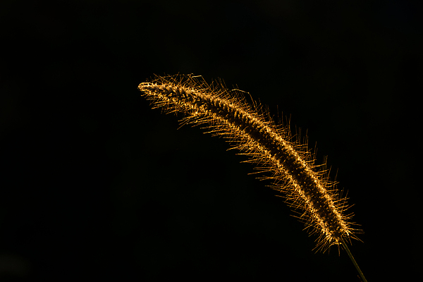 포토 JPG 해외이미지 식물 꽃 잎 밭 벤치 자연 벽지 건조 갈대 사람없음 야외 여름 빛 햇빛 반사 갈색 맑음 봄 광선 가을 나뭇가지 시골 개화 낟알 아래 꽃가루 내추럴 고립 파피루스 해외202004 해외포토 나무 계절 컬러 농업 의자 날씨 태양 가루 방향 생태계 위치 파일형식 이미지허브