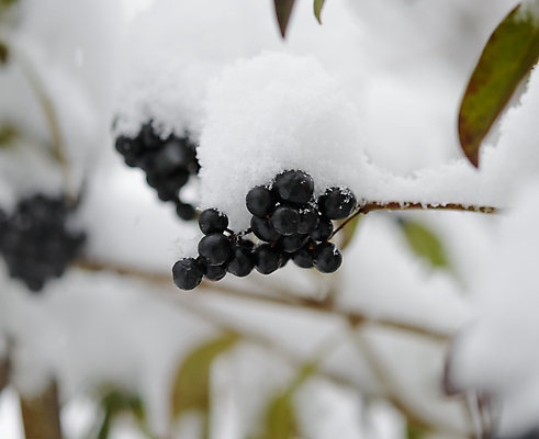 포토 JPG 해외이미지 나무 식물 계절 열매 백그라운드 크리스마스 겨울 자연 벽지 날씨 휴가 사람없음 야외 목재 장식 파란색 얼음 검은색 추위 덮개 흰색 나뭇가지 축하 숲 12월 11월 서리 폭풍 해외202004 해외포토 자연요소 기념일 컬러 컨셉 재료 뚜껑 날짜 생태계 파일형식 이미지허브