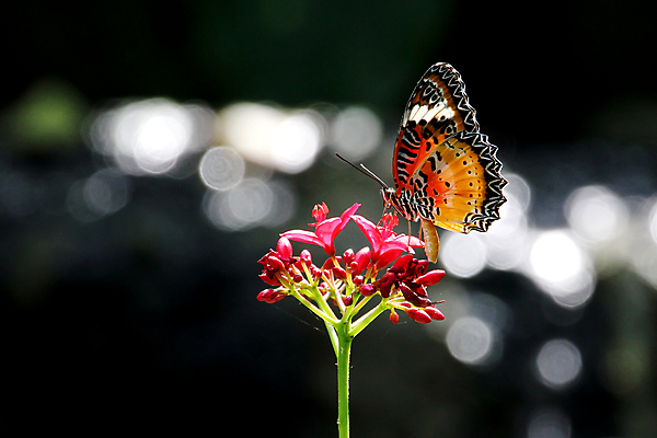 포토 JPG 해외이미지 식물 동물 공원 꽃 야생동물 나비 곤충 백그라운드 잎 꽃무늬 밭 날개 모션 자연 하늘 안테나 사랑 사람없음 야외 컬러풀 햇빛 태양 벌레 숲 작음 생물학 자연백그라운드 해외202004 해외포토 자연요소 공공시설 교육 감정 컬러 무늬 농업 통신 크기 생태계 파일형식 이미지허브