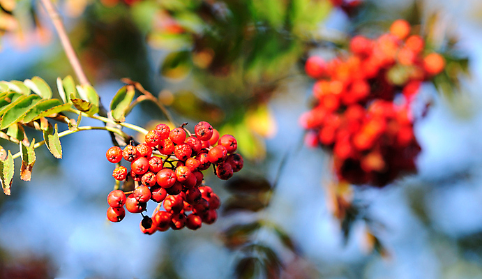 포토 JPG 해외이미지 나무 계절 열매 잎 자연 사람없음 야외 빨간색 초록색 가을 나뭇가지 다발 묘사 보따리 숙성 해외202004 해외포토 식물 컬러 생태계 파일형식 이미지허브