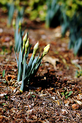 포토 JPG 해외이미지 식물 계절 꽃잎 꽃 줄기 백그라운드 꽃무늬 밭 자연 조명 부활절 사람없음 초록색 노란색 봄 신선 개화 묘사 수선화 내추럴 해외202004 해외포토 기념일 컬러 무늬 농업 생태계 파일형식 이미지허브