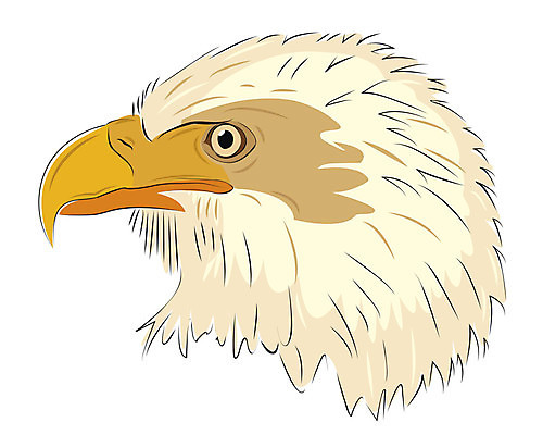 EPS 해외이미지 동물 디자인 야생동물 일러스트 자연 조류 미술 그래픽 머리 힘 자유 보호 심볼 깃털 부리 독수리 고립 웅장함 해외202004 해외일러스트 컨셉 문화예술 신체부위 생태계 파일형식 벡터 이미지허브