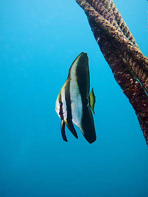 포토 JPG 해외이미지 야생동물 밧줄 바다 여행 학교 모션 자연 휴가 어류 풍경 사람없음 야외 파란색 바닷속 수중 수영 물방울 아래 다이빙 생물학 지느러미 내추럴 깊이 동물상 생태학 침몰 많음 해외202004 해외포토 동물 교육 줄 컬러 컨셉 조형물 수중동물 수상스포츠 방향 생태계 위치 수중스포츠 파일형식 이미지허브