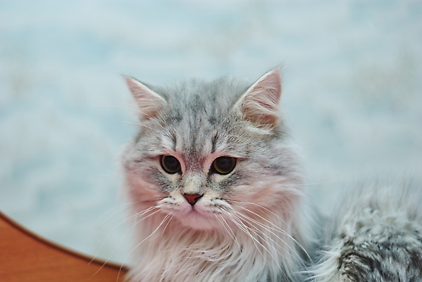 포토 JPG 해외이미지 동물 응시 포즈 포유류 수염 털 사람없음 반려동물 머리 귀여움 고양이 회색 호기심 귀 솜털 노려봄 발톱 해외202004 해외포토 시선 감정 컬러 컨셉 발 표정 신체부위 파일형식 이미지허브