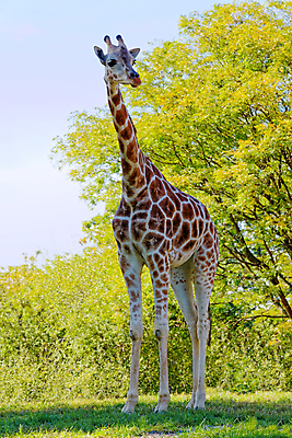 포토 JPG 해외이미지 동물 야생동물 포유류 아프리카 자연 초식동물 풍경 사람없음 야외 맑음 기린 초식 해외202004 해외포토 나라 날씨 생태계 파일형식 이미지허브