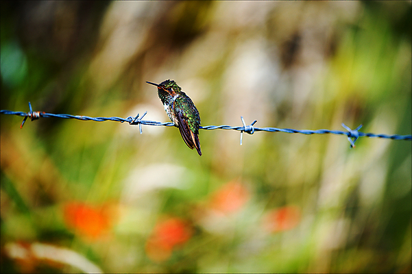 포토 JPG 해외이미지 동물 야생동물 날개 모션 자연 조류 사람없음 야외 빨간색 초록색 여름 파란색 컬러풀 태양 정원 관찰 작음 깃털 속도 부리 자연백그라운드 에메랄드 꿀 동물상 루비 벌새 코스타리카 카피스페이스 해외202004 해외포토 자연요소 계절 컬러 백그라운드 조형물 공백 중앙아메리카 크기 보석 생태계 파일형식 이미지허브