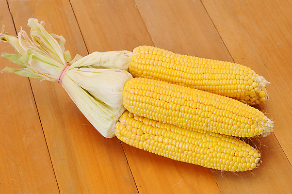 포토 JPG 해외이미지 식물 음식 백그라운드 잎 농업 다이어트 채소 과일 재료 자연 건강 옥수수 사람없음 농작물 농장 노란색 식사 수확 껍질 흰색 신선 황금 달콤 낟알 먹기 유기농 알맹이 날것 팝콘 내추럴 숙성 채식주의자 해외202004 해외포토 웰빙 산업 컬러 모션 곡류 맛 생태계 채식 파일형식 이미지허브