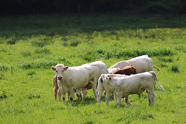 포토 JPG 해외이미지 식물 동물 1 음식 밭 농업 포유류 자연 산 풍경 사람없음 야외 초록색 농장 농경지 마을 환경 가축 소고기 우유 프랑스 시골 소 닫기 군중 방목 먹기 허브 내추럴 밭일 혼자 해외202004 해외포토 유럽 산업 컬러 모션 유제품 육류 사람 축산업 생태계 파일형식 이미지허브