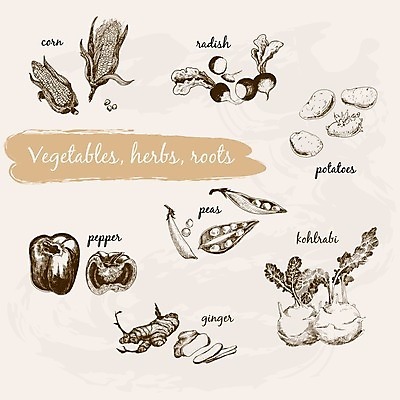 EPS 해외이미지 디자인 음식 다이어트 채소 일러스트 감자 파프리카 건강 옥수수 요리 그래픽 장식 세트 정원 당근 허브 그림 에코 완두콩 뿌리 손그림 엘리먼트 옛날 채식주의자 콜라비 해외202004 해외일러스트 식물 콩 곡류 뿌리채소 환경 채식 파일형식 벡터 이미지허브