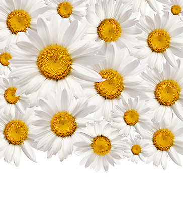 포토 JPG 해외이미지 식물 꽃 꽃다발 백그라운드 꽃무늬 밭 자연 추상 프레임 사람없음 여름 머리 라벨 봄 벚꽃 흰색 축하 신선 신용카드 고리 다발 허브 데이지 초대 캐모마일 카피스페이스 해외202004 해외포토 계절 컬러 컨셉 무늬 농업 신체부위 금융 공백 생태계 파일형식 이미지허브