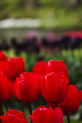 포토 JPG 해외이미지 식물 계절 공원 꽃 꽃다발 백그라운드 잎 꽃무늬 밭 자연 부활절 발렌타인데이 3 사랑 사람없음 야외 초록색 컬러풀 햇빛 태양 정원 보라색 침묵 봄 튤립 벚꽃 광선 하트 축하 신선 닫기 5월 꽃집 네덜란드 엽서 내추럴 강렬 해외202004 해외포토 자연요소 모양 공공시설 기념일 감정 유럽 컬러 컨셉 무늬 농업 모션 데이이벤트 상점 소리 날짜 편지 생태계 파일형식 이미지허브