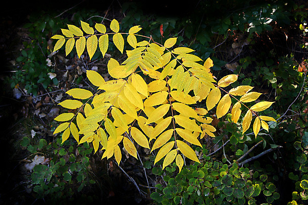포토 JPG 해외이미지 나무 계절 잎 자연 그림자 풍경 사람없음 목재 빛 햇빛 노란색 어둠 가을 황금 숲 모종 해외202004 해외포토 식물 컬러 재료 태양 생태계 파일형식 이미지허브