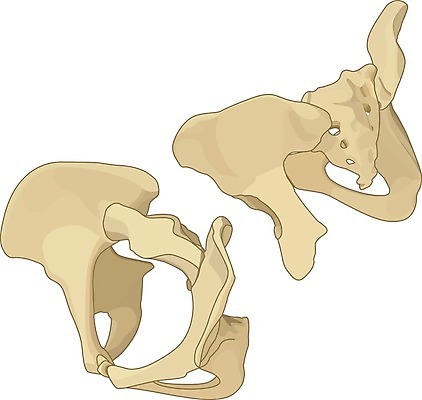 EPS 해외이미지 클립아트 디자인 여자 일러스트 해부 뼈 골격 사람 성인 그래픽 픽토그램 약 3D 플랫 엉덩이 심볼 사인 그림 생물학 연골 해외202004 해외일러스트 교육 의학 신체부위 디지털합성 파일형식 벡터 이미지허브