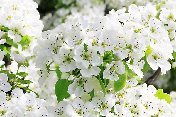 포토 JPG 해외이미지 나무 식물 계절 꽃잎 꽃 백그라운드 잎 꽃무늬 패턴 농업 자연 하늘 사람없음 야외 초록색 파란색 햇빛 태양 농장 정원 봄 성장 벚꽃 흰색 나뭇가지 시골 신선 개화 사과 향기 내추럴 해외202004 해외포토 자연요소 산업 컬러 무늬 과일 생태계 냄새 파일형식 이미지허브