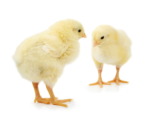 포토 JPG 해외이미지 부활절 병아리 들기 사람없음 노란색 치킨 아기 작음 자르기 깃털 부리 솜털 고립 해외202004 해외포토 기념일 컬러 모션 조류 사람 크기 닭고기요리 파일형식 이미지허브