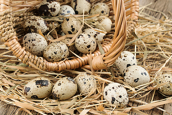 포토 JPG 해외이미지 음식 다이어트 조류 부활절 사람없음 농장 바구니 계란 식사 시골 점 얼룩 둥지 볏짚 작음 먹기 흙더미 건강식 단백질 밭일 생식 식품점 해외202004 해외포토 동물 기념일 농업 모션 건강 상점 알 흙 짚 크기 영양소 파일형식 더미 이미지허브