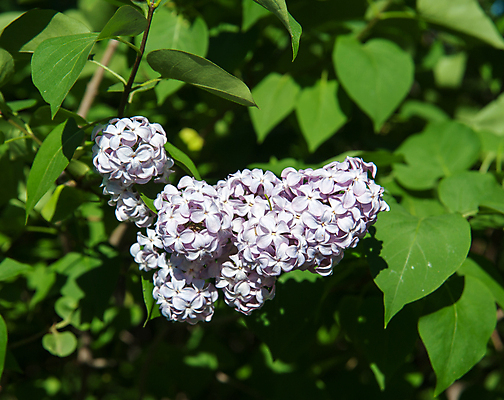 포토 JPG 해외이미지 식물 계절 꽃잎 꽃 줄기 잎 자연 사람없음 야외 초록색 보라색 성장 신선 개화 5월 다발 라일락 해외202004 해외포토 컬러 날짜 생태계 파일형식 이미지허브