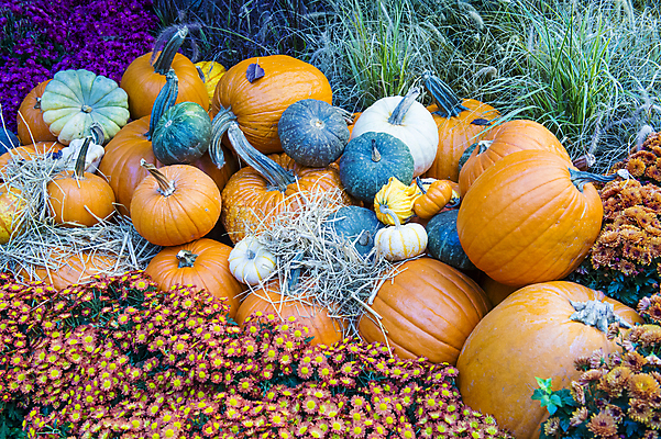 포토 JPG 해외이미지 식물 꽃 농업 채소 오렌지 호박 수박 사람없음 장식 초록색 농작물 농장 할로윈 수확 성장 가을 멜론 11월 유기농 10월 내추럴 조롱박 해외202004 해외포토 웰빙 계절 산업 컬러 과일 날짜 파일형식 이미지허브