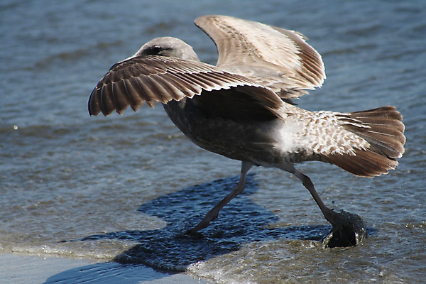 포토 JPG 해외이미지 야생동물 파도 바다 날개 자연 갈매기 조류 사람없음 물 걷기 산책 태평양 무료 해외202004 해외포토 자연요소 동물 모션 휴식 생태계 파일형식 이미지허브