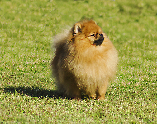 포토 JPG 해외이미지 동물 응시 공원 오렌지 장난 포유류 건강 서기 잔디 사람없음 야외 빨간색 반려동물 갈색 머리 쌓기 검은색 가축 활발 미니어처 표현 개 강아지 혀 손목시계 여우 솜털 송곳니 기르기 유래 포메라니안 해외202004 해외포토 식물 시선 공공시설 시계 컬러 컨셉 과일 장신구 모션 신체부위 모형 입 치아 돌봄 파일형식 이미지허브