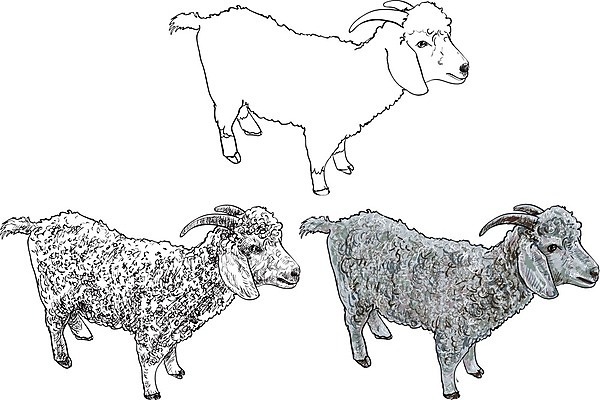 EPS 해외이미지 동물 백그라운드 농업 일러스트 자연 염소 털 뿔 미술 농장 검은색 가축 흰색 스케치 그림 내추럴 고립 앙골라 해외202004 해외일러스트 나라 산업 컬러 포유류 문화예술 생태계 파일형식 벡터 이미지허브