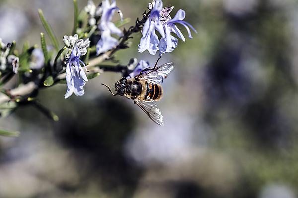 포토 JPG 해외이미지 식물 계절 꽃잎 꽃 실루엣 음식 곤충 잎 봄꽃 자연 날씨 사람없음 초록색 파란색 컬러풀 정원 봄 활발 에너지 시골 작업 개화 남색 원예 꽃가루 로즈메리 고립 영양분 해외202004 해외포토 동물 컬러 컨셉 촬영기법 취미 가루 허브 생태계 파일형식 이미지허브