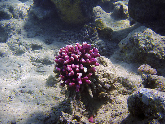 포토 JPG 해외이미지 동물 야생동물 바다 분홍색 여행 아프리카 자연 휴가 이집트 어류 사람없음 빨간색 물 파란색 빛 컬러풀 바닷속 수중 수영 꿈 스노클링 산호 제비꽃 그림 다이빙 부드러움 암초 깊이 소금물 이국적 해외202004 해외포토 자연요소 꽃 나라 컬러 수중동물 수상스포츠 감각 자포동물 생태계 수중스포츠 파일형식 이미지허브