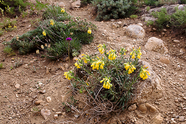 포토 JPG 해외이미지 식물 1 꽃 백그라운드 자연 사람없음 가로 갈색 노란색 보라색 검은색 흰색 라일락 땅바닥 해외202004 해외포토 컬러 바닥 생태계 파일형식 이미지허브