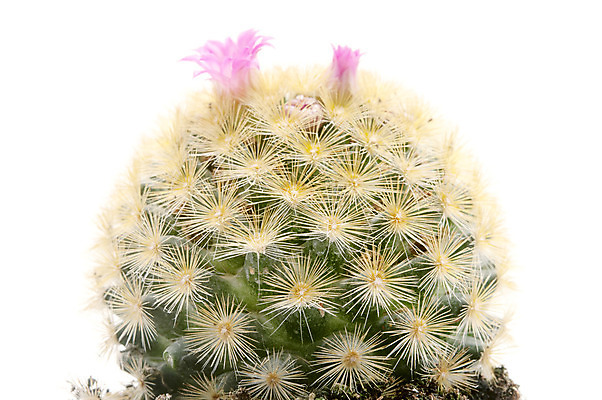 포토 JPG 해외이미지 스튜디오촬영 식물 꽃 사람없음 원형 개화 가시 닫기 자르기 흰배경 고립 정물화 해외202004 해외포토 도형 백그라운드 모션 실내 흰색 그림 파일형식 이미지허브