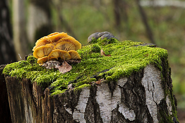 포토 JPG 해외이미지 나무 자연 이끼 사람없음 여름 버섯 가을 숲 곰팡이 그물버섯 해외202004 해외포토 식물 계절 생태계 파일형식 이미지허브