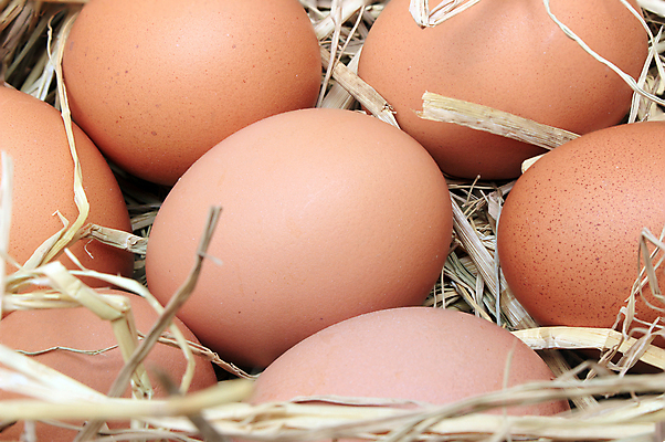 포토 JPG 해외이미지 전통 계절 음식 백그라운드 자연 부활절 유제품 오리 건강 사람없음 가로 농장 갈색 판매 쌓기 바구니 계란 치킨 흰색 신선 시장 아침식사 상품 먹기 유기농 날것 노른자 밀짚 흙더미 건강식 내추럴 볏집 암탉 해외202004 해외포토 웰빙 기념일 컬러 농업 모션 조류 알 식사 흙 닭 짚 암컷 생태계 닭고기요리 파일형식 더미 이미지허브