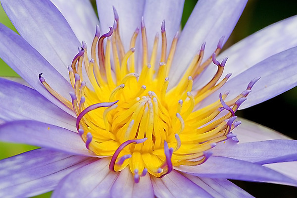 포토 JPG 해외이미지 식물 꽃잎 꽃 아시아 분홍색 백그라운드 꽃무늬 태국 자연 휴식 사람없음 야외 장식 세로 초록색 물 반사 노란색 환경 정원 보라색 침묵 벚꽃 물방울 연못 신선 개화 우아함 명상 싱글 내추럴 이국적 천진난만 부족함 해외202004 해외포토 자연요소 나라 컬러 컨셉 무늬 소리 생태계 파일형식 이미지허브