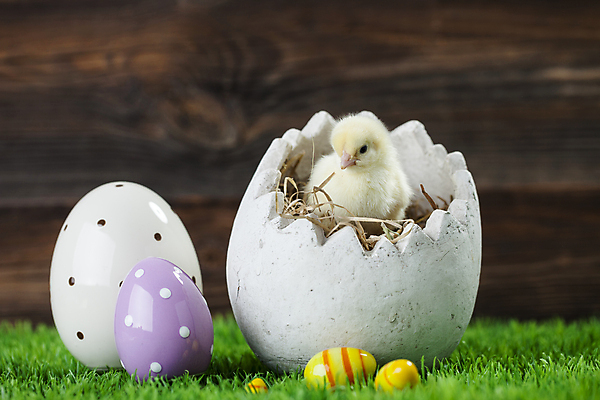 포토 JPG 해외이미지 동물 전통 디자인 계절 백그라운드 컨셉 패턴 자연 휴가 부활절 병아리 선물 사람없음 목재 장식 초록색 컬러풀 우주 치킨 봄 수확 흰색 축하 신용카드 그리기 둥지 부활절계란 카피스페이스 해외202004 해외포토 나무 기념일 컬러 무늬 농업 재료 모션 조류 금융 계란 공백 생태계 닭고기요리 파일형식 이미지허브