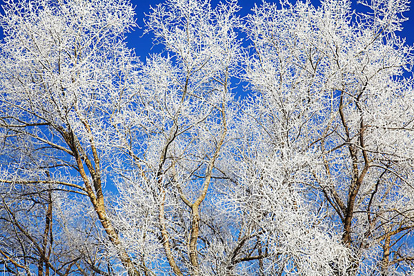 포토 JPG 해외이미지 나무 식물 계절 백그라운드 겨울 자연 하늘 날씨 풍경 사람없음 야외 목재 파란색 햇빛 환경 냉동 얼음 추위 흰색 나뭇가지 시원함 12월 크리스탈 빙하 서리 장면 눈내림 해외202004 해외포토 자연요소 컬러 재료 눈_날씨 태양 날짜 광석 생태계 파일형식 이미지허브