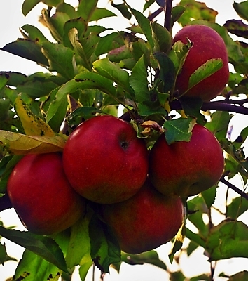 포토 JPG 해외이미지 나무 라이프스타일 음식 백그라운드 잎 농업 다이어트 과일 자연 건강 사람없음 야외 빨간색 초록색 정원 가을 나뭇가지 신선 달콤 맛 사과 먹기 유기농 내추럴 밭일 숙성 채식주의자 해외202004 해외포토 식물 웰빙 계절 산업 컬러 컨셉 모션 생활 생태계 채식 파일형식 이미지허브