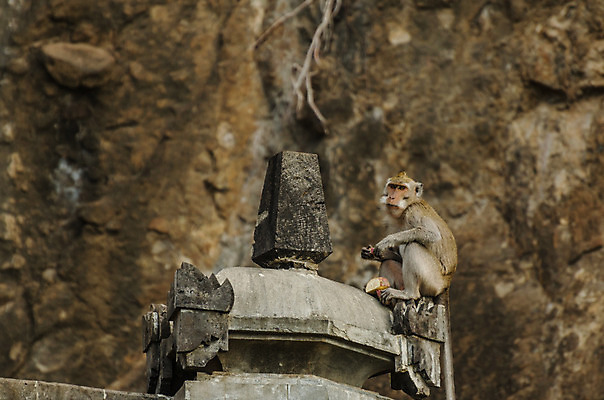 포토 JPG 해외이미지 나무 동물 얼굴 야생동물 음식 과학 포유류 아프리카 자연 휴가 털 바나나 동물원 사람없음 여름 자녀 원숭이 사찰 오르기 인도네시아 서식지 유인원 고릴라 유지 침팬지 해외202004 해외포토 식물 계절 나라 아시아 과일 종교건축 모션 신체부위 생태계 파일형식 이미지허브