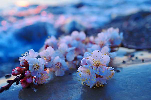 포토 JPG 해외이미지 나무 식물 계절 공원 꽃 바다 분홍색 백그라운드 꽃무늬 자연 하늘 새해 이벤트 사람없음 물 파란색 정원 일본 맑음 축제 봄 벚꽃 흰색 나뭇가지 신선 시간 개화 체리 4월 내추럴 고립 수평선 해외202004 해외포토 자연요소 공공시설 아시아 컬러 무늬 과일 날씨 날짜 생태계 파일형식 이미지허브