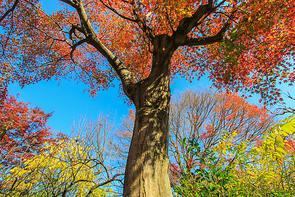 포토 JPG 해외이미지 나무 식물 계절 공원 실루엣 도로 여행 백그라운드 무지개 잎 패턴 자연 하늘 지붕 휴식 풍경 사람없음 빨간색 파란색 빛 컬러풀 햇빛 태양 정원 일본 활발 덮개 가을 나뭇가지 신선 보행로 닫기 숲 그늘 오솔길 강렬 해외202004 해외포토 자연요소 공공시설 아시아 길 컬러 컨셉 무늬 교통시설 모션 촬영기법 뚜껑 생태계 파일형식 이미지허브