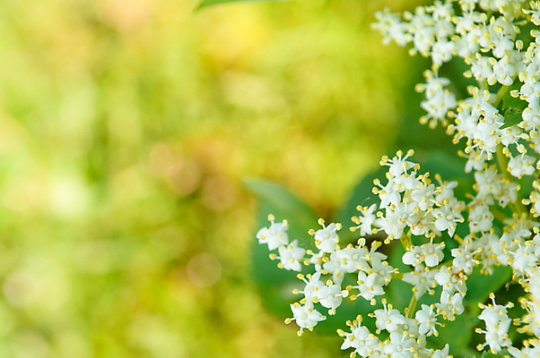 포토 JPG 해외이미지 식물 꽃 유럽 음식 백그라운드 잎 꽃무늬 밭 자연 사람없음 야외 초록색 여름 노란색 정원 주스 봄 벚꽃 흰색 나뭇가지 개화 작음 허브 내추럴 깊이 해외202004 해외포토 나무 계절 나라 음료 컬러 무늬 농업 크기 생태계 파일형식 이미지허브