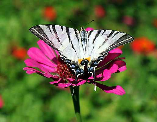 포토 JPG 해외이미지 동물 꽃 나비 곤충 날개 자연 사람없음 빨간색 초록색 여름 정원 보라색 오픈 즐거움 동물상 해외202004 해외포토 식물 계절 감정 컬러 조형물 생태계 파일형식 이미지허브