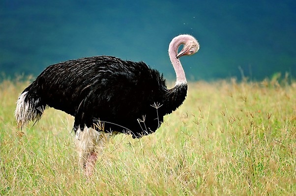 포토 JPG 해외이미지 동물 응시 꽃 야생동물 분홍색 날개 노래 아프리카 자연 조류 국립공원 사람없음 야외 초록색 파란색 빛 컬러풀 한개 노란색 보라색 나뭇가지 관찰 황무지 작음 수분 깃털 독수리 열대기후 우간다 탄자니아 해외202004 해외포토 나무 식물 1 시선 공원 나라 음악 컬러 모션 크기 생태계 파일형식 이미지허브