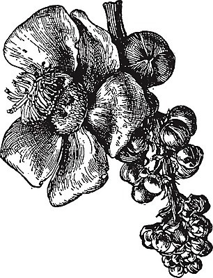 EPS 해외이미지 나무 선 과일 일러스트 미술 검은색 수확 껍질 흰색 큼 그림 판화 남쪽 베어링 포도당 해외202004 해외일러스트 식물 컬러 농업 문화예술 크기 방향 파일형식 벡터 이미지허브