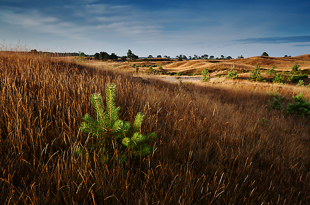 포토 JPG 해외이미지 나무 계절 모래 하늘 아침 날씨 산 따뜻함 풍경 사람없음 야외 초록색 여름 파란색 빛 모래사장 햇빛 시골 소나무 모래언덕 언덕 속도 네덜란드 가문비나무 해외202004 해외포토 주간 식물 유럽 바다 컬러 태양 파일형식 이미지허브