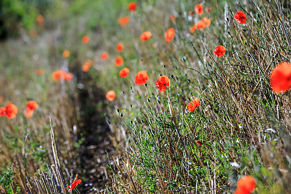포토 JPG 해외이미지 식물 구름 꽃잎 꽃 길 선 백그라운드 밭 농업 자연 하늘 풍경 사람없음 야외 빨간색 초록색 여름 빛 농작물 햇빛 태양 환경 정원 봄 벚꽃 시골 신선 개화 저녁 생태계 지역 양귀비 파라다이스 평야 수평선 해외202004 해외포토 자연요소 계절 산업 컬러 야간 파일형식 이미지허브