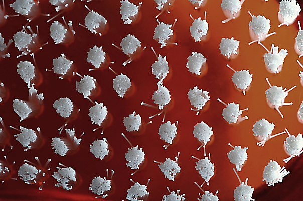 포토 JPG 해외이미지 백그라운드 오렌지 건강 사람없음 파란색 위생용품 스파 목욕 욕실 흰색 공구 붓 입 닫기 치아 위생 빨래 칫솔 상품 플라스틱 자르기 세제 묘사 오브젝트 싱크대 치과의사 닦기 청소부 고립 돌봄 샤워실 위생관리 해외202004 해외포토 직업 컬러 생활용품 가사 과일 모션 재질 관리 신체부위 청결 의사 도구 소화기관 개수대 샤워시설 파일형식 이미지허브