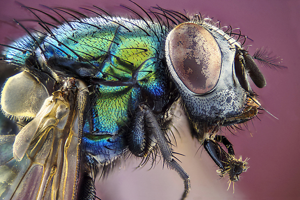 포토 JPG 해외이미지 동물 곤충 자연 현미경 사람없음 빨간색 초록색 쌓기 확대 대가리 복잡 해외202004 해외포토 컬러 컨셉 모션 실험기구 생태계 파일형식 이미지허브