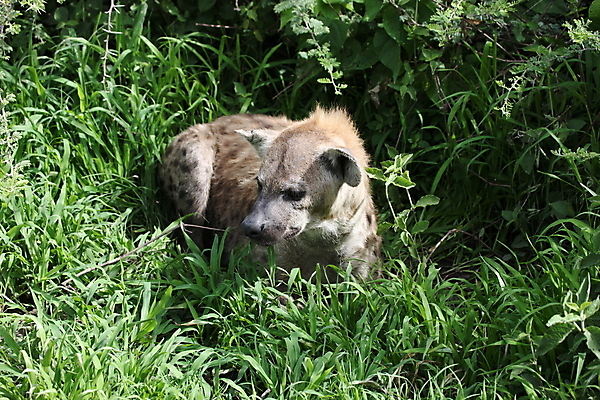 포토 JPG 해외이미지 동물 척추동물 공원 야생동물 포유류 아프리카 자연 아침 수영장 사람없음 빛 햇빛 갈색 힘 점 황무지 보호 위험 사파리 육식동물 사냥꾼 남쪽 내추럴 보츠와나 잠비아 전국 탄자니아 해외202004 해외포토 주간 직업 공공시설 나라 컬러 컨셉 태양 방향 생태계 파일형식 이미지허브