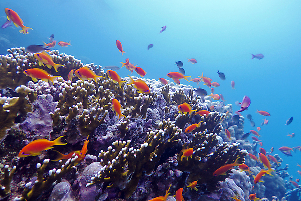 포토 JPG 해외이미지 동물 야생동물 바다 학교 아프리카 자연 이집트 어류 풍경 사람없음 물 파란색 컬러풀 햇빛 바닷속 수중 거품 스노클링 잠수부 생태계 다이빙 수족관 홍해 깊이 소금물 해외202004 해외포토 자연요소 교육 나라 컬러 태양 수영 수중동물 수상스포츠 전문직 수중스포츠 파일형식 이미지허브