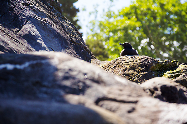포토 JPG 해외이미지 날개 조류 휴식 동물원 사람없음 수족관 물새 해외202004 해외포토 동물 컨셉 파일형식 이미지허브