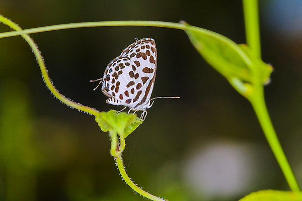 포토 JPG 해외이미지 응시 계절 꽃 나비 곤충 백그라운드 꽃무늬 패턴 오렌지 자연 사람없음 초록색 컬러풀 노란색 정원 검은색 봄 흰색 우아함 달콤 내추럴 해외202004 해외포토 식물 동물 시선 컬러 컨셉 무늬 과일 맛 생태계 파일형식 이미지허브